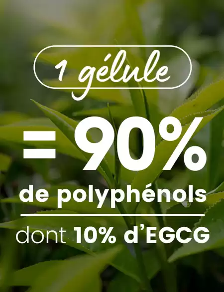 gélule thé vert