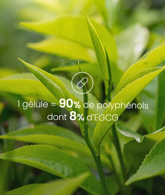 gélule thé vert