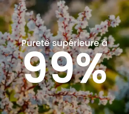 Trans-resvératrol pur