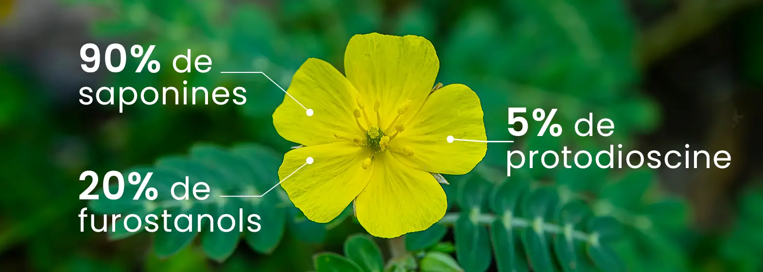 tribulus 90% saponines
