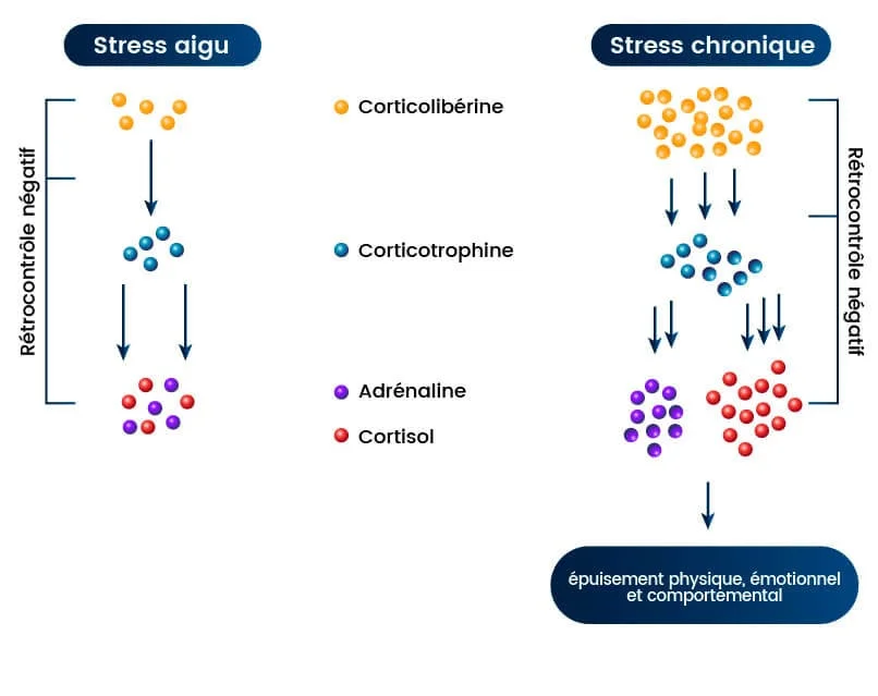 Stress aigu vs stress chronique