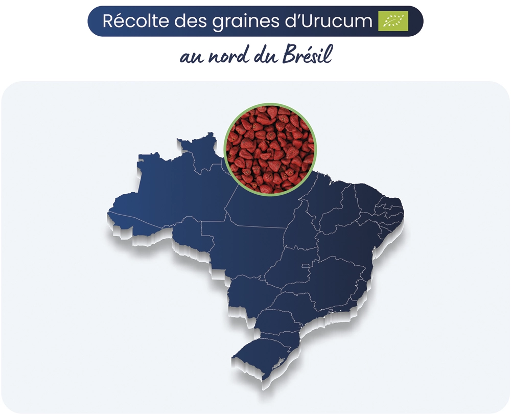 Urucum du bresil