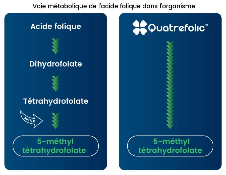 vitamine b9 et fatigue