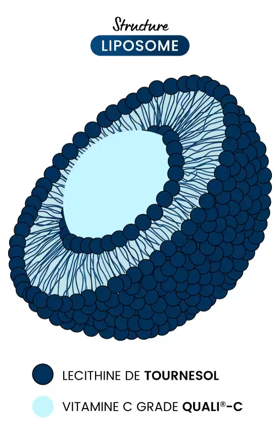 Structure liposome